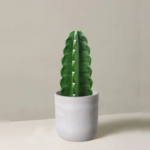 Cuddly Cactus