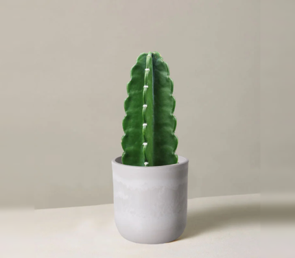 Cuddly Cactus