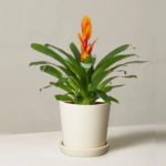 Bromeliad Vriesea