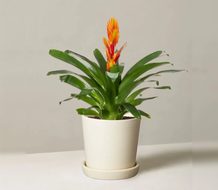 Bromeliad Vriesea