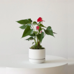 Anthurium – King of hearts