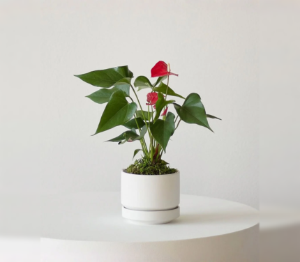 Anthurium – King of hearts